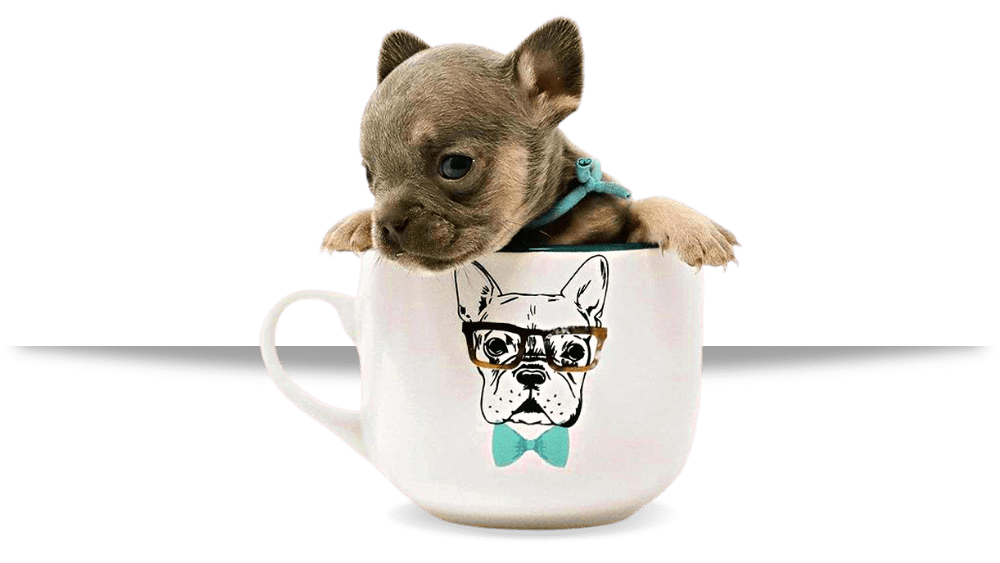 AKC French Bulldog Puppies For Sale Breeders