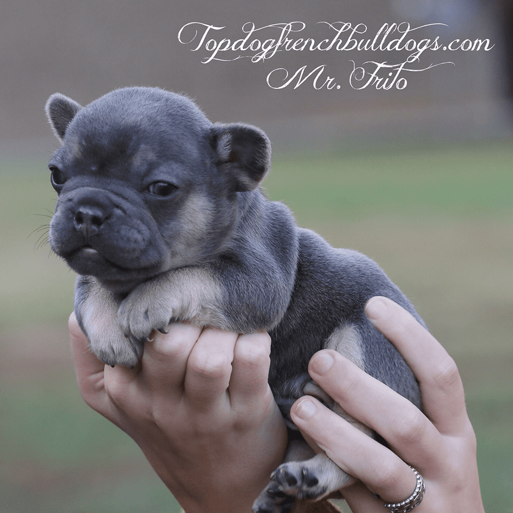 Blue Tri French Bulldog Puppies For Sale