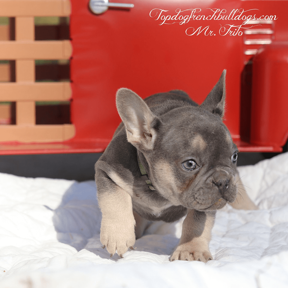 Breeders For French Bulldogs