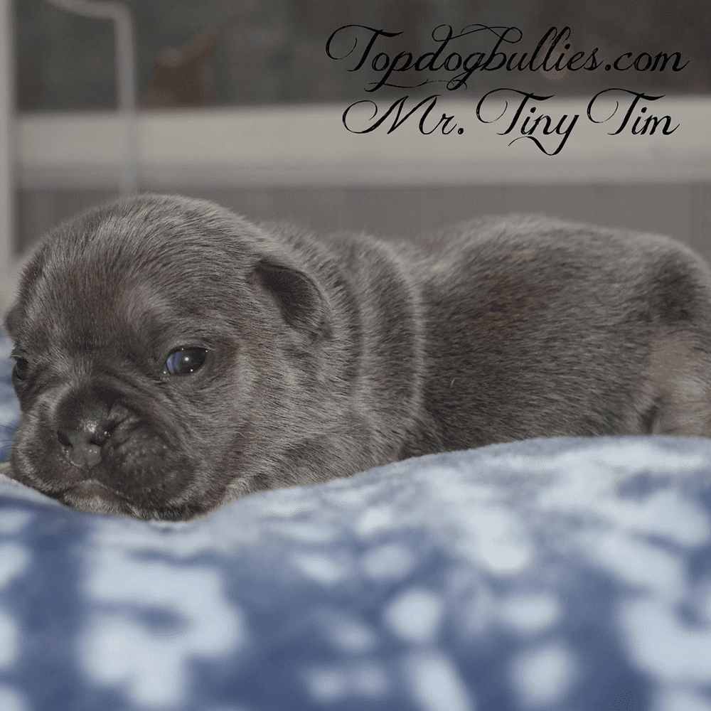 Fluffy French Bulldogs For Sale