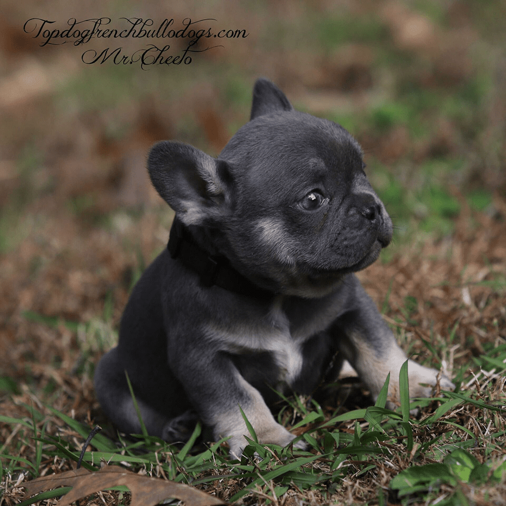 French Bulldog For Sale