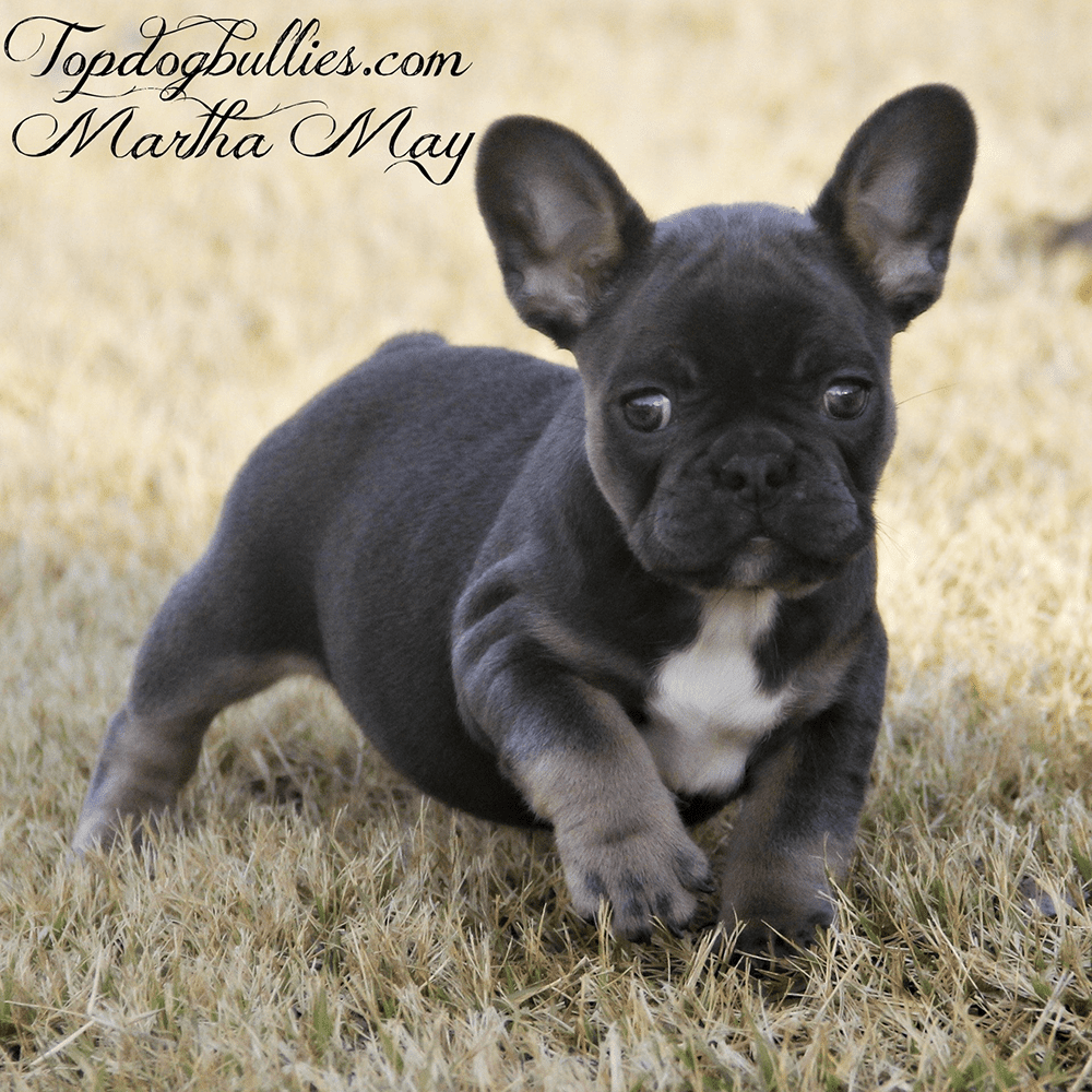 French Bulldog For Sale