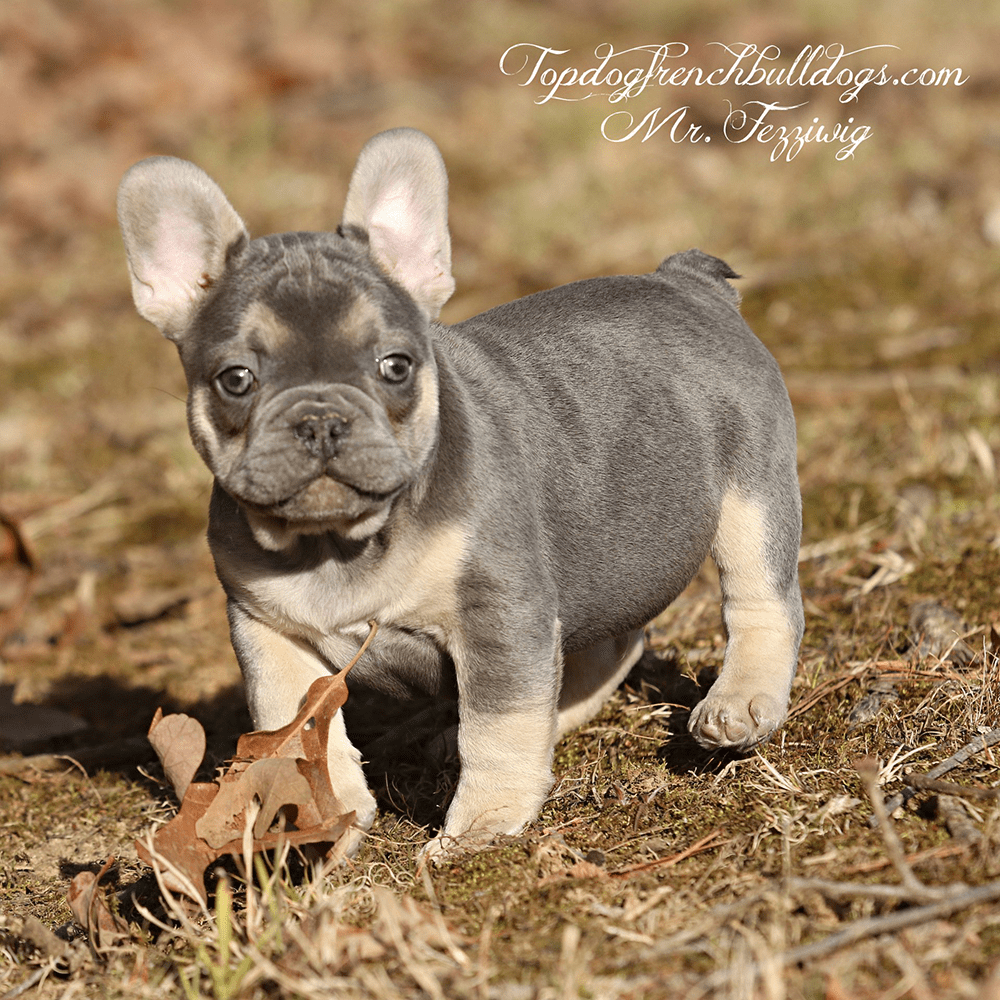 French Bulldog For Sell