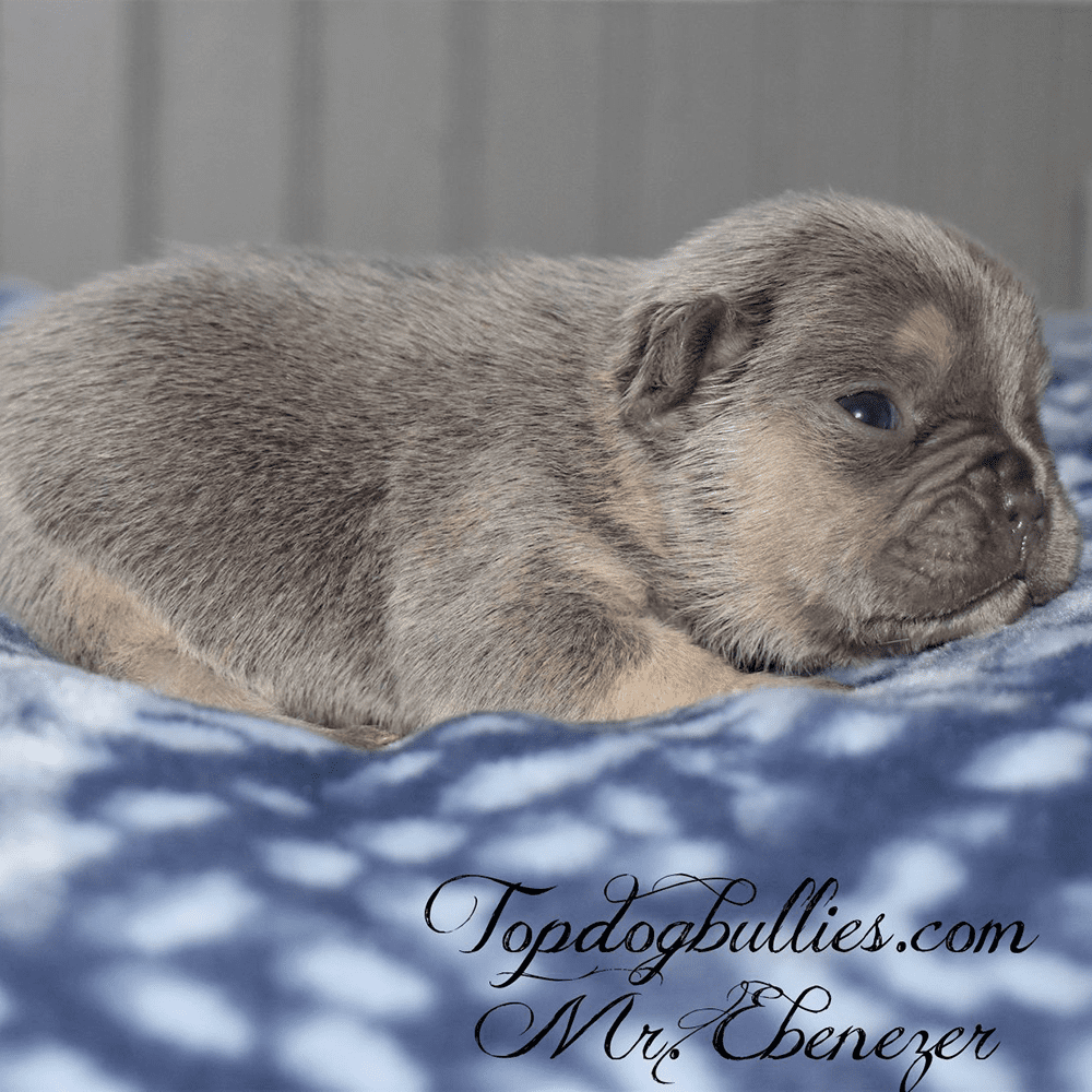 French Bulldogs To Buy