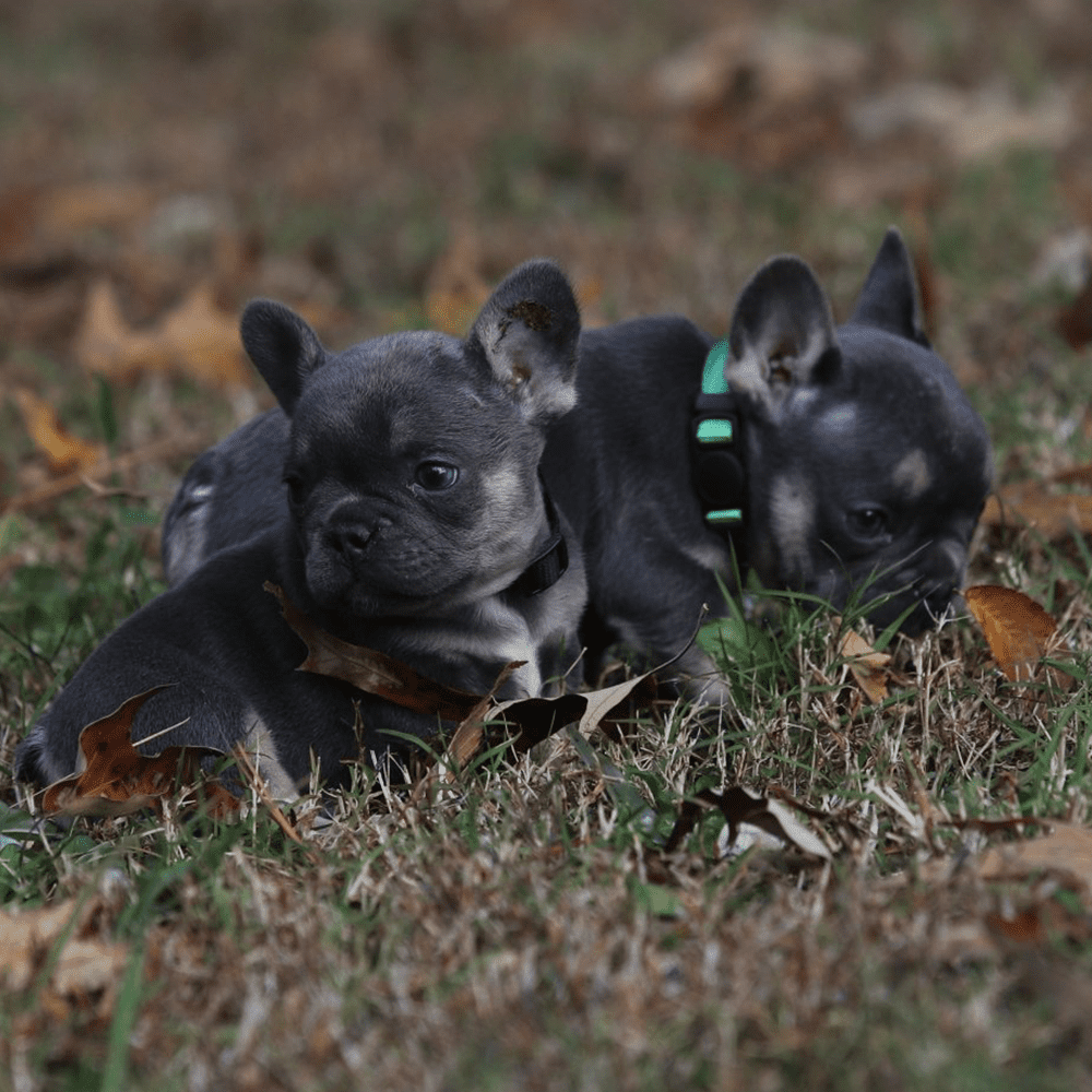Frenchie Breeders