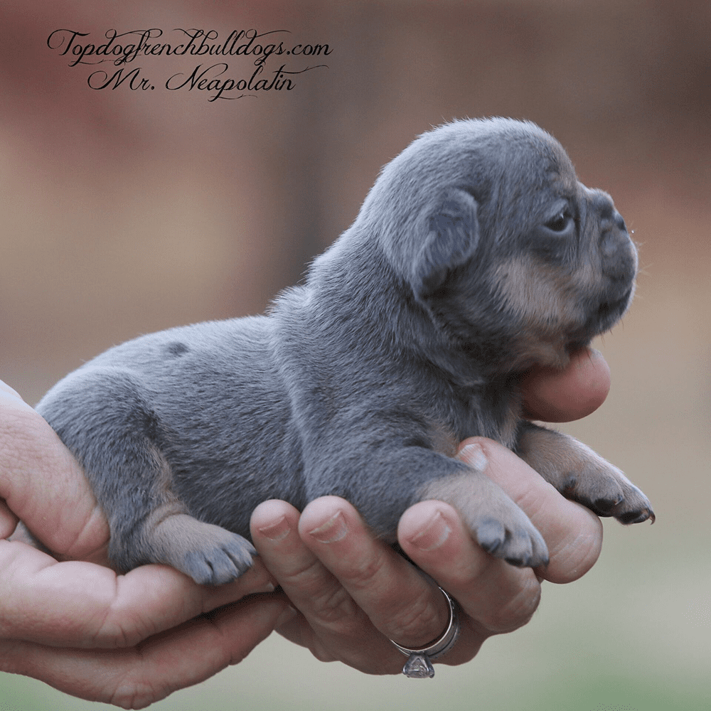 Frenchies Puppies