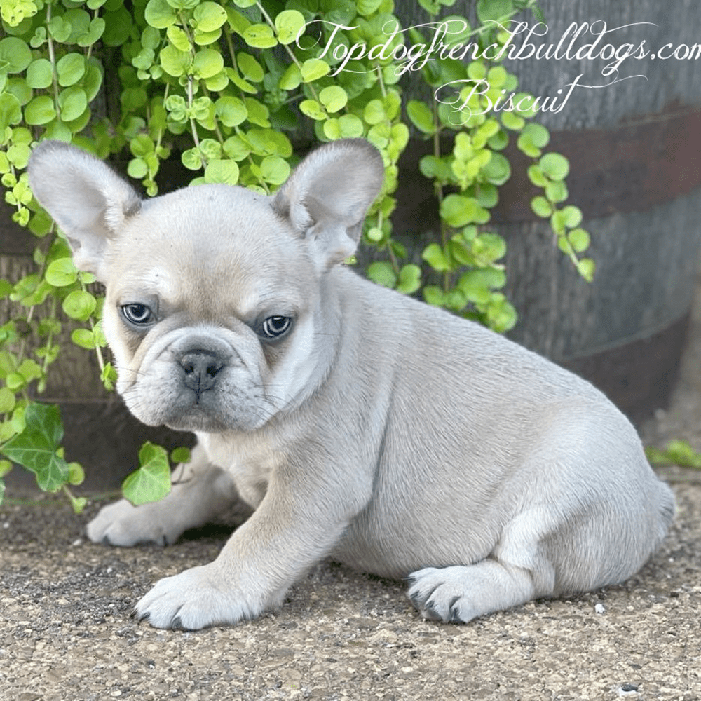 Lilac Fawn French Bulldog