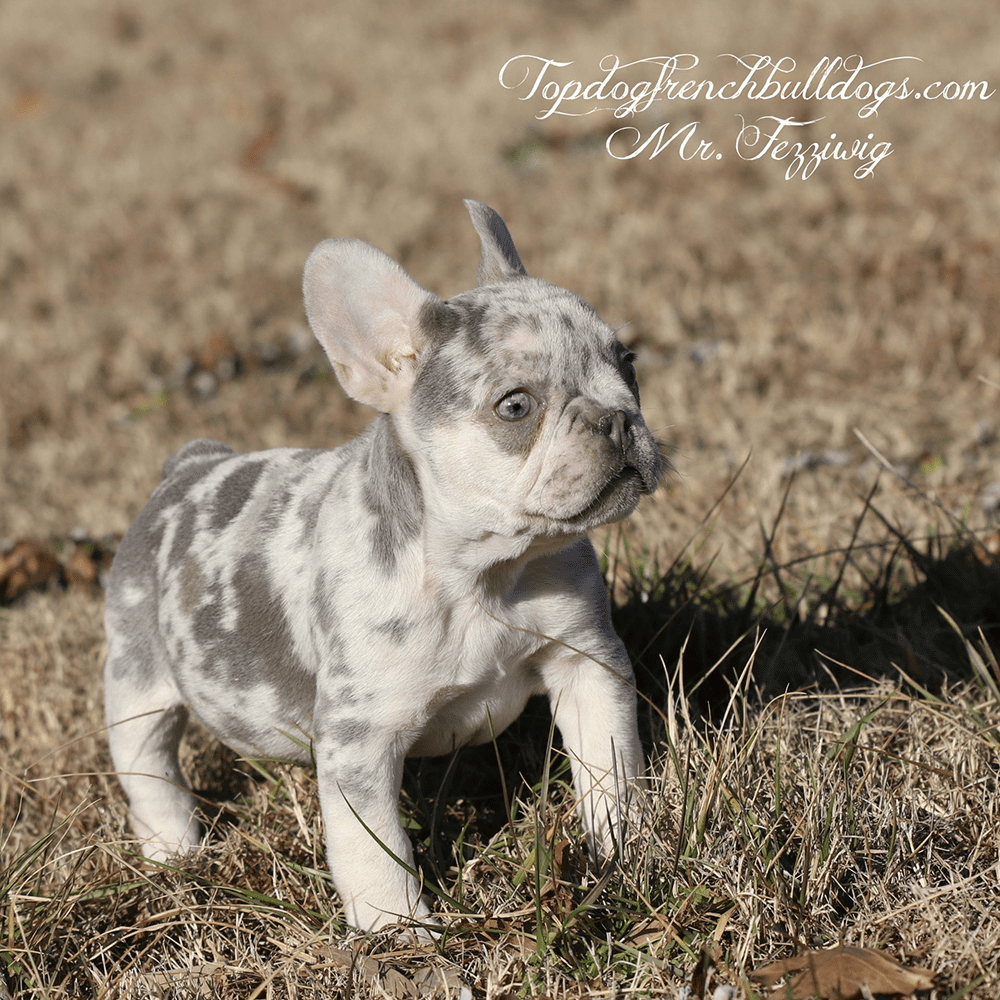Lilac Merle Frenchie Puppies For Sale