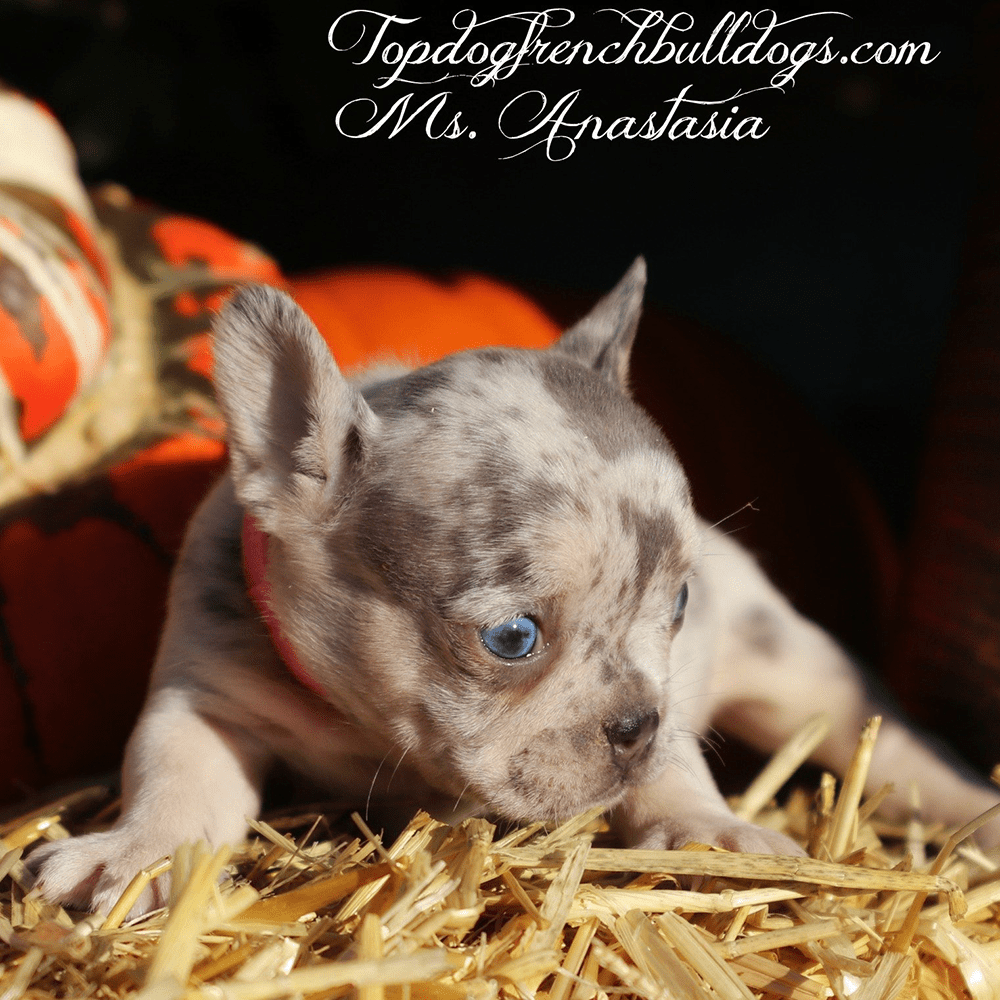 Lilac Tri Merle French Bulldog Puppy