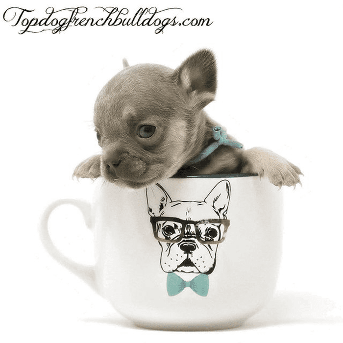 Teacup French Bulldog for sale