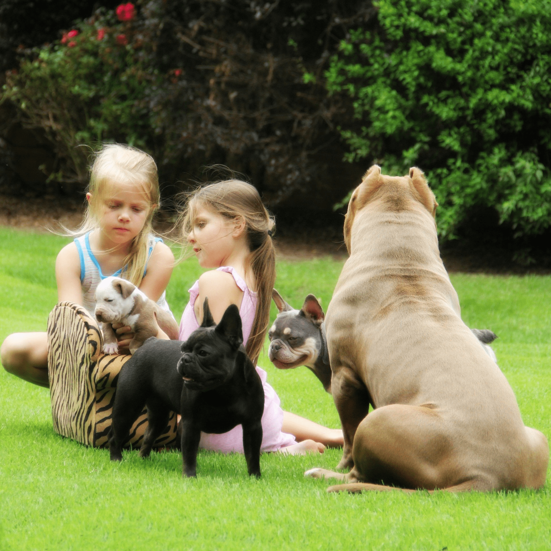 french bulldog breeders