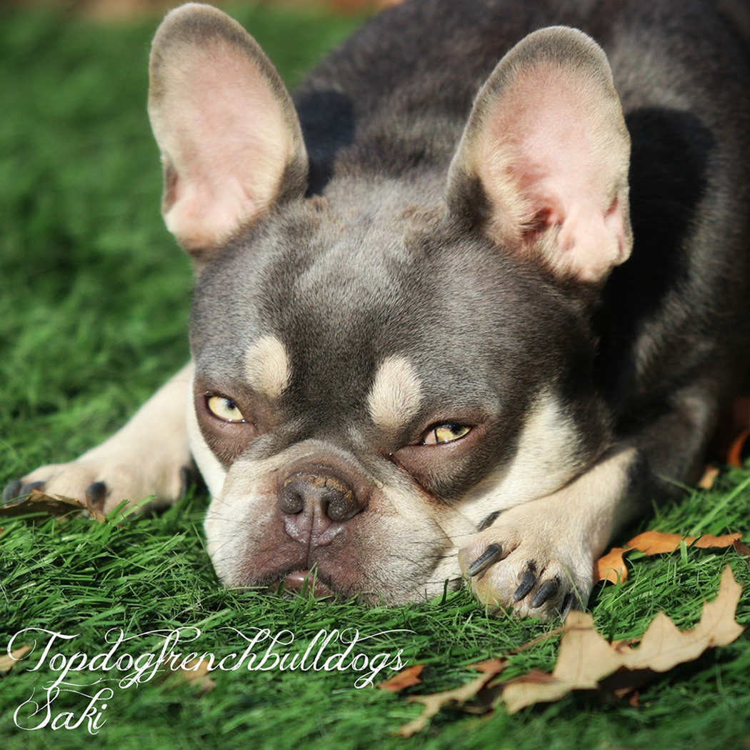 blue cream french bulldog for sale frenchies puppies