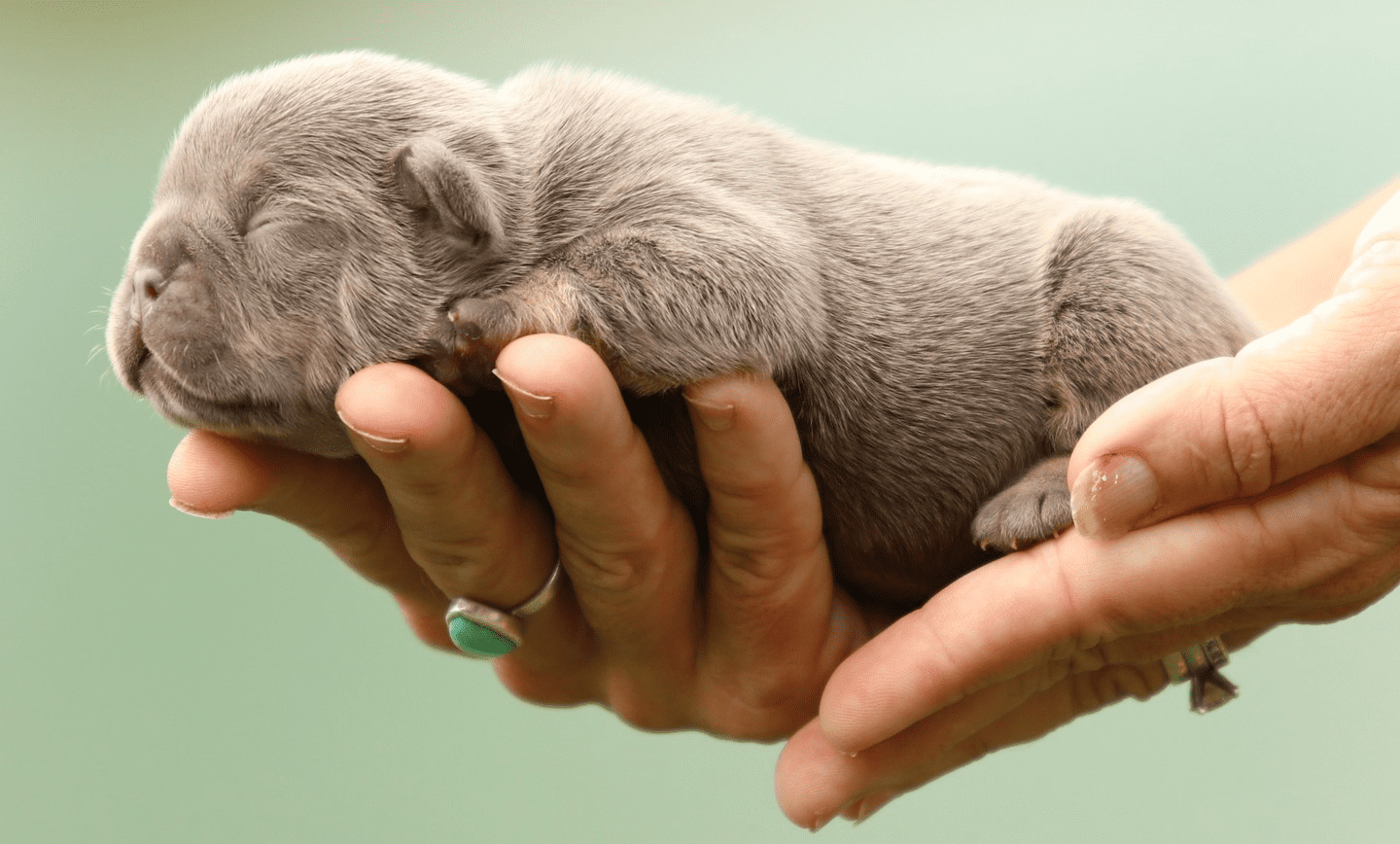 french bulldog puppy for adoption lilac frenchies akc