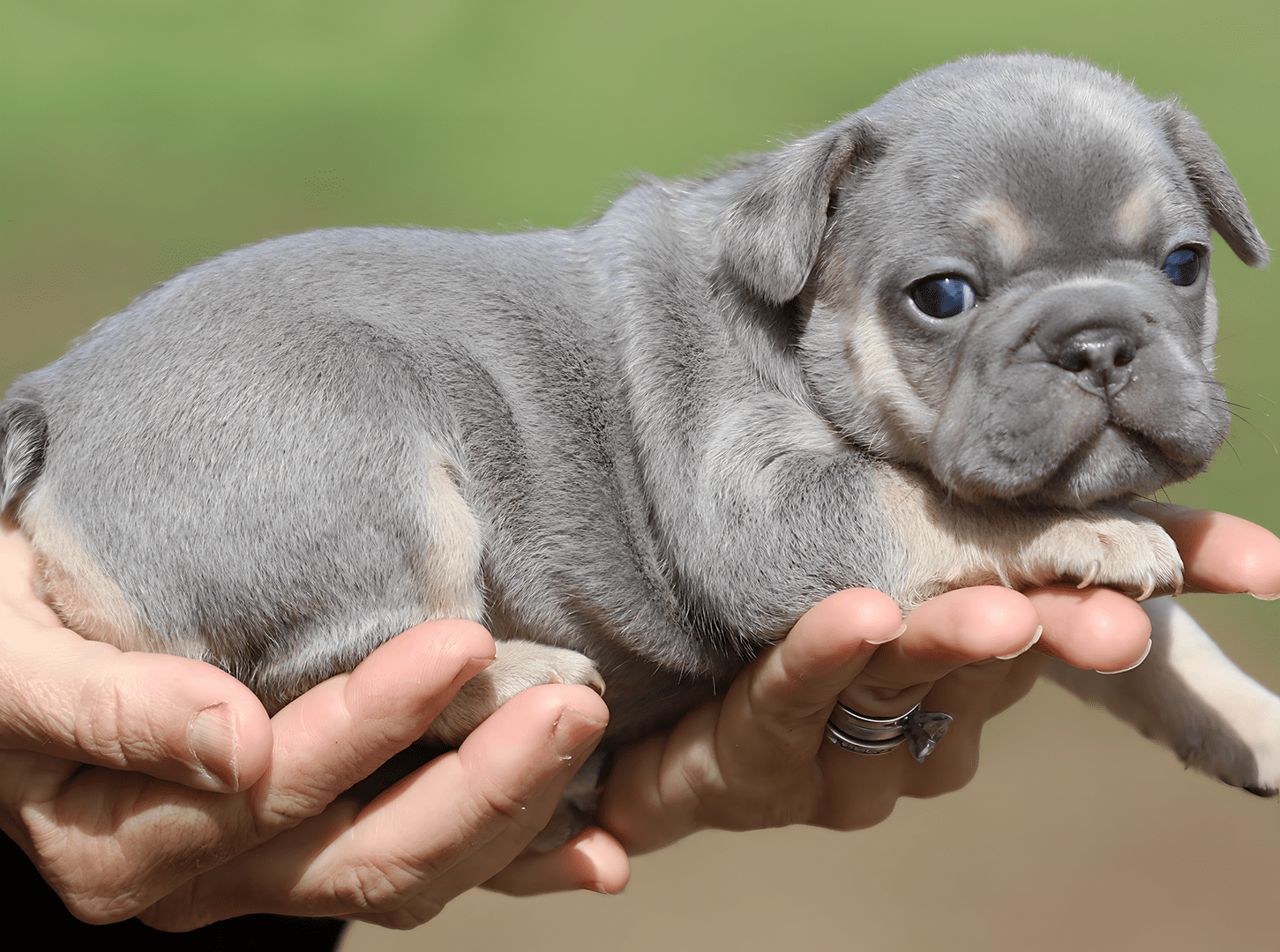 French Bulldog puppies for sale, puppies for sale Frenchies