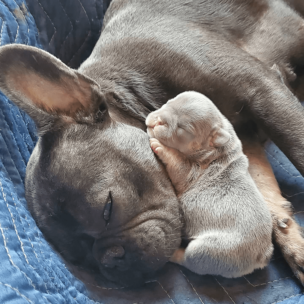 You are currently viewing Topdog French Bulldogs: The Perfect Pet for Any Home