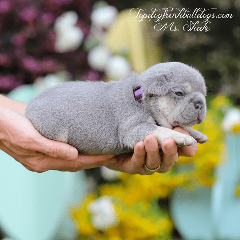 platinum isabella lilac tri frenchies ms SHAKE alaska