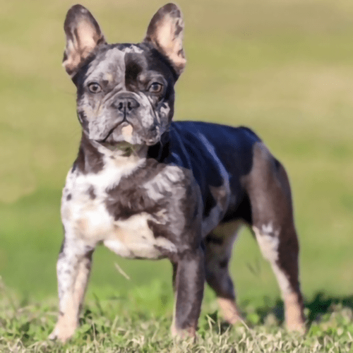 black merle frenchies for sale in tennessee