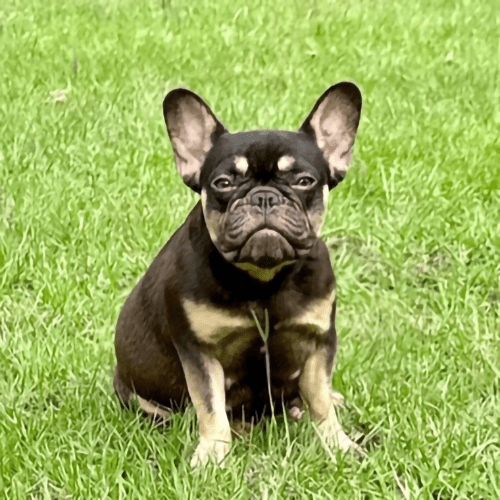 topdogfrench bulldogs chocolate and tan frenchies for sale