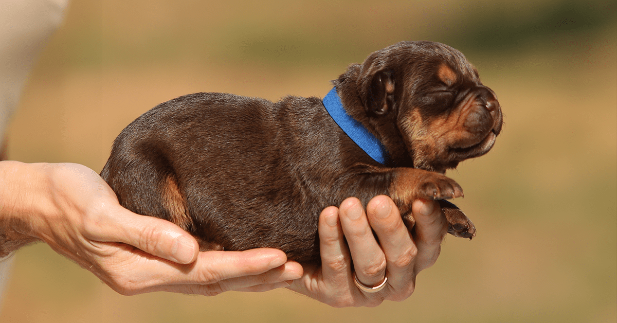 buying a french bulldog puppy in mississippi, MS French Bulldog breeders