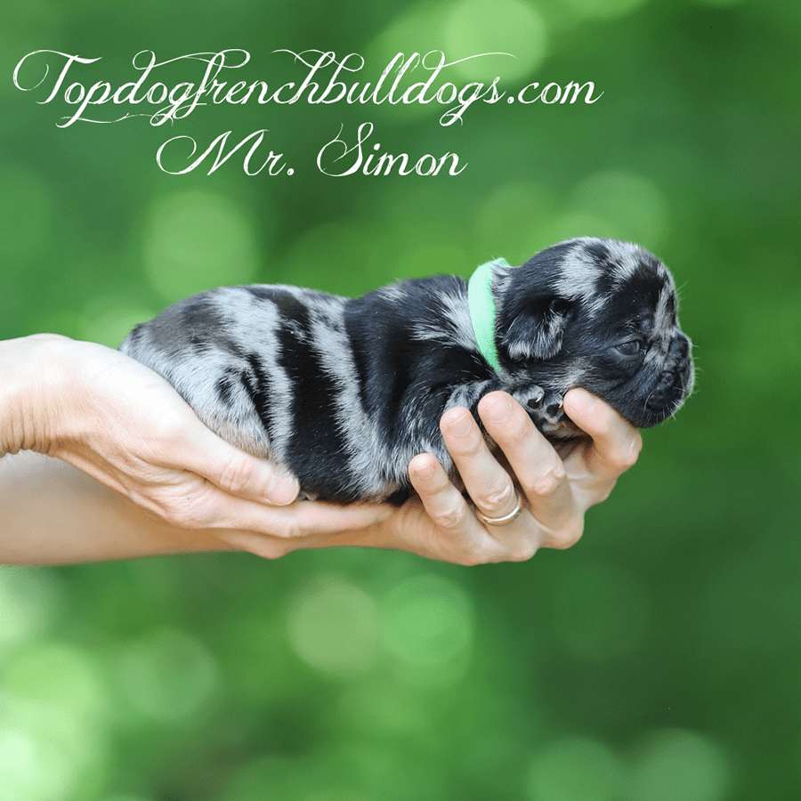 mr simon is a black merle akc mini frenchie bulldog puppy aka frenchie puppies for sale near me nashville tn puppies