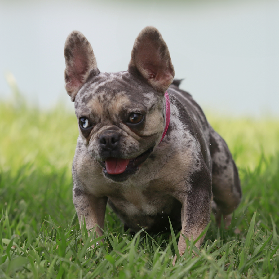 Read more about the article Topdog’s Ms. Ginger