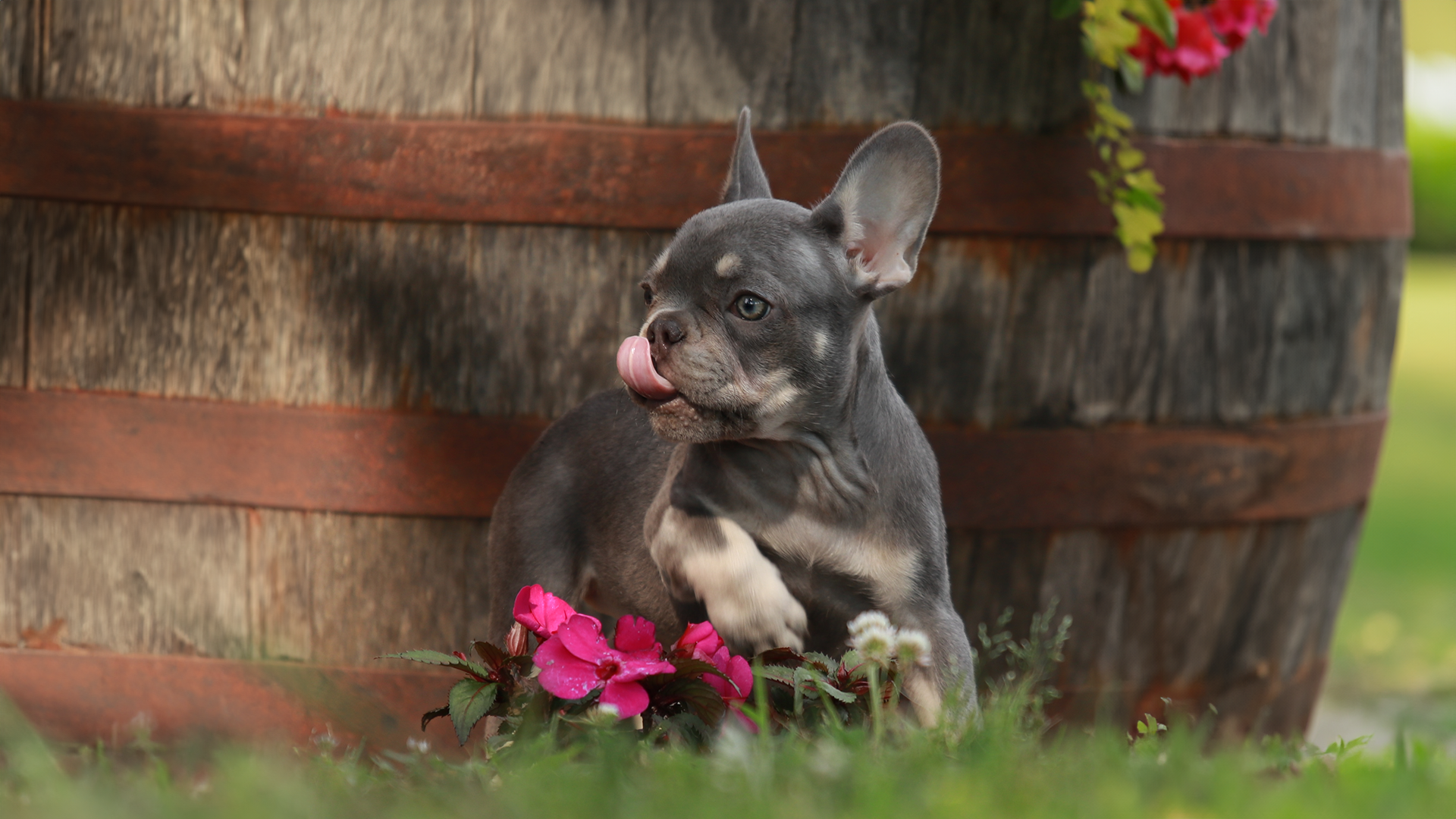 AKC french bulldog frenchie breeders in tennessee tn