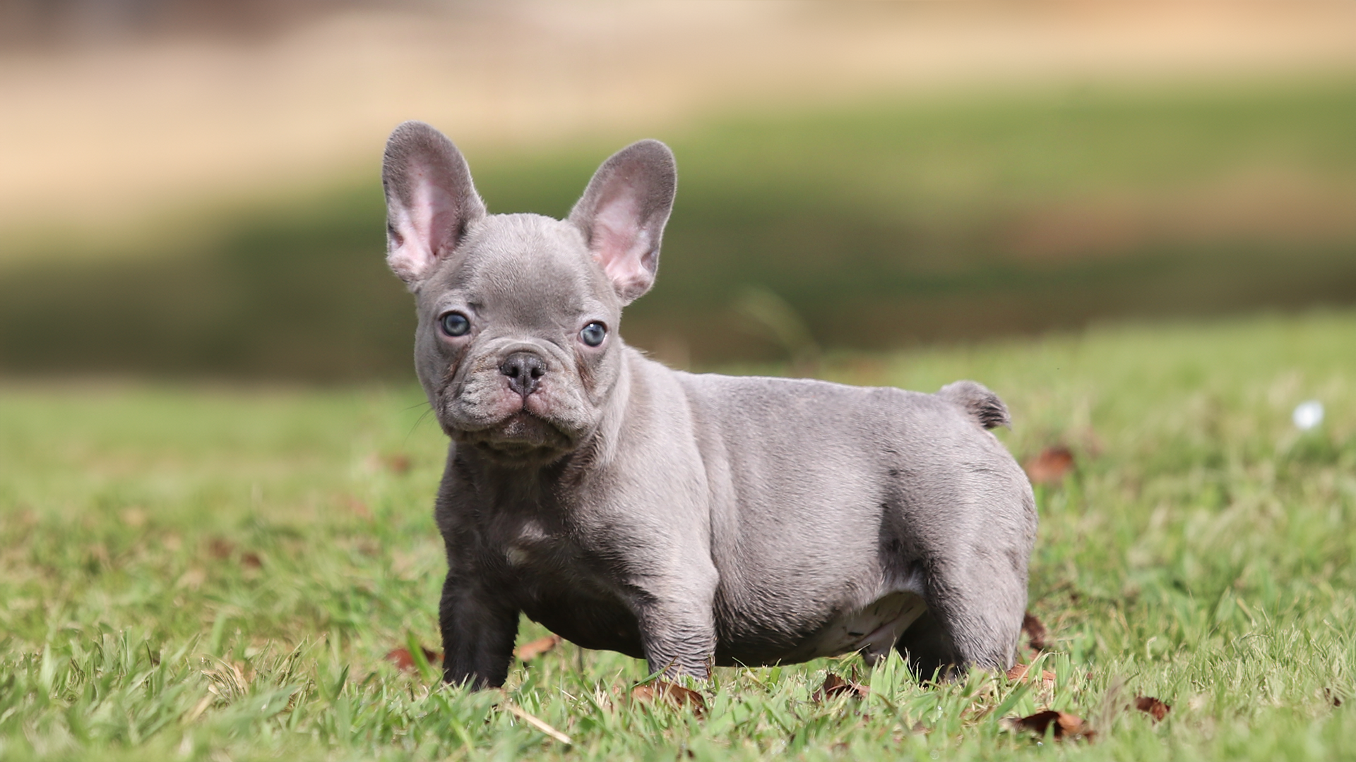 Read more about the article Keeping Your French Bulldog Cool in Tennessee and The South