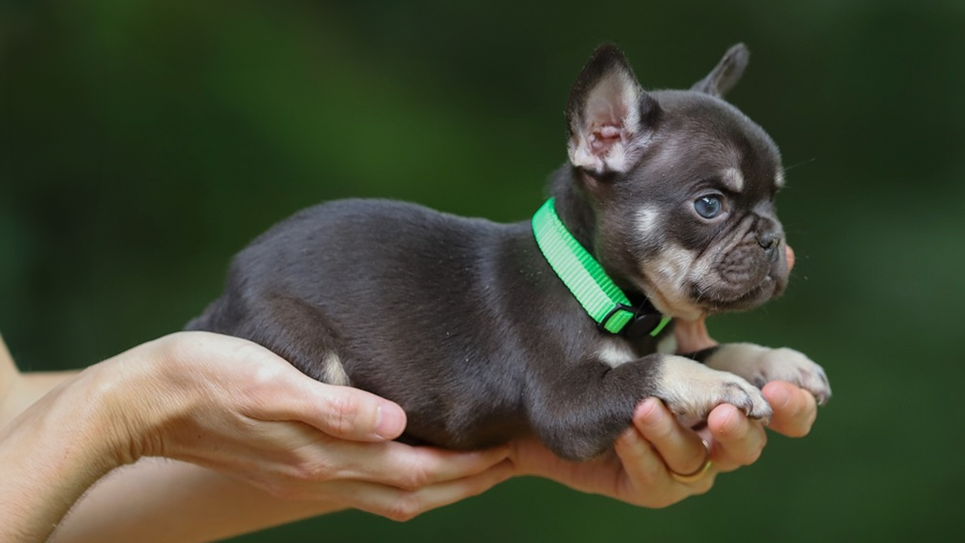 Read more about the article What is a (Micro) Teacup French Bulldog?
