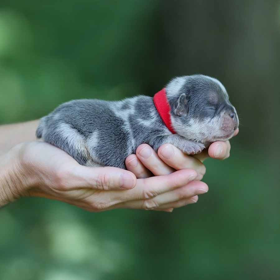 lilac and tan merle teacup micro frenchie for sale