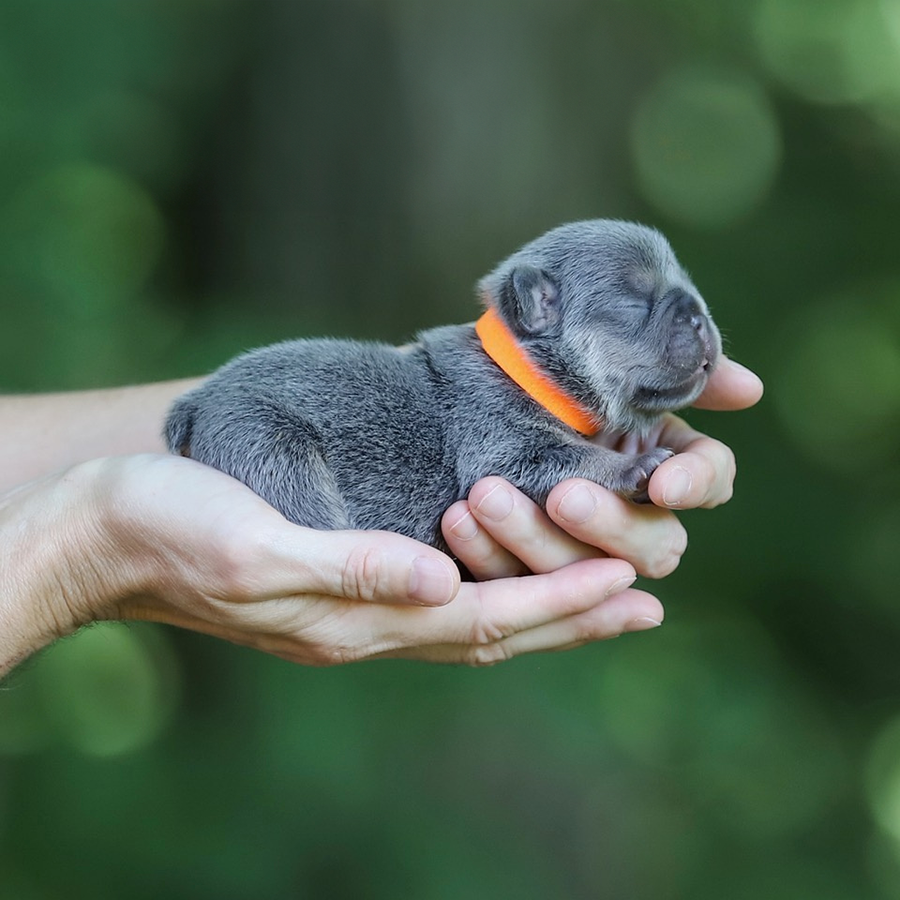 lilac and tan teacup french bulldog for sale