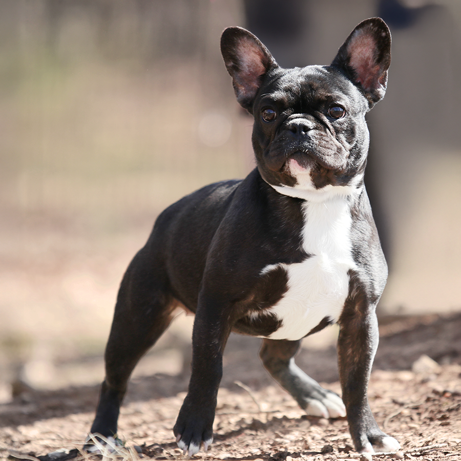 Frenchie Adults For Sale