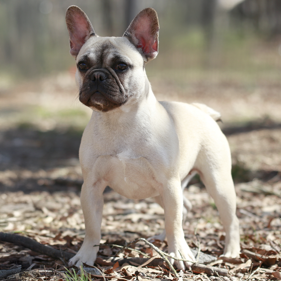 Read more about the article Topdog’s Ariel