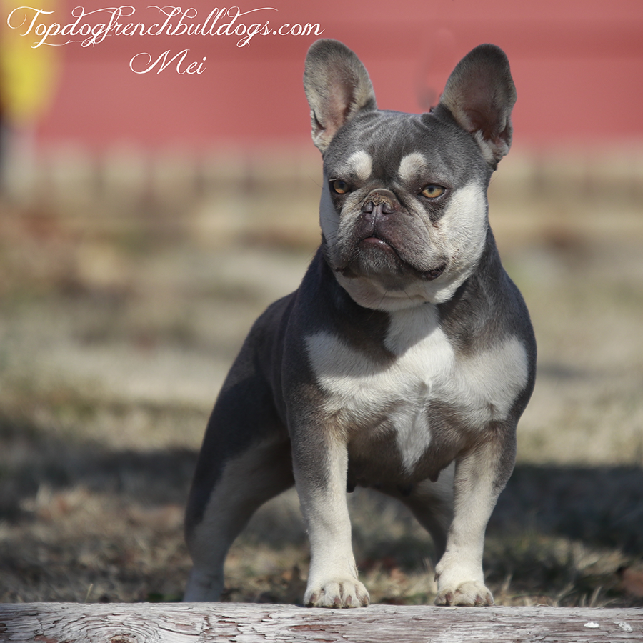 Read more about the article Topdog’s Mei