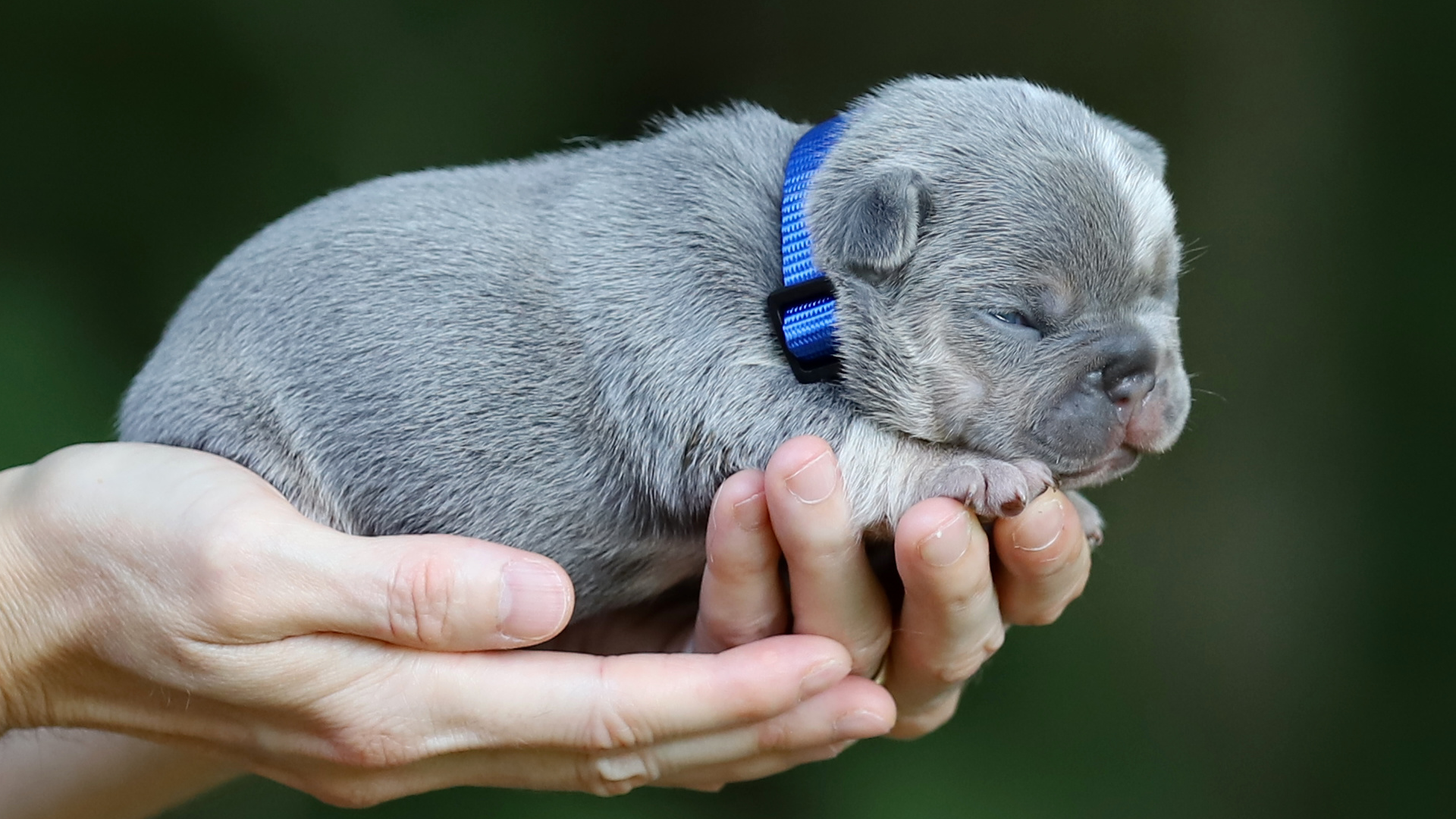 Read more about the article Finding a Reputable AKC French Bulldog Breeder in Tennessee