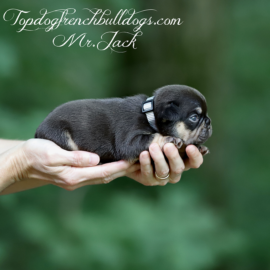 Mr Jack is a chocolate and tan chocolate tri Frenchie puppy for sale near me Chattanooga, Tennessee