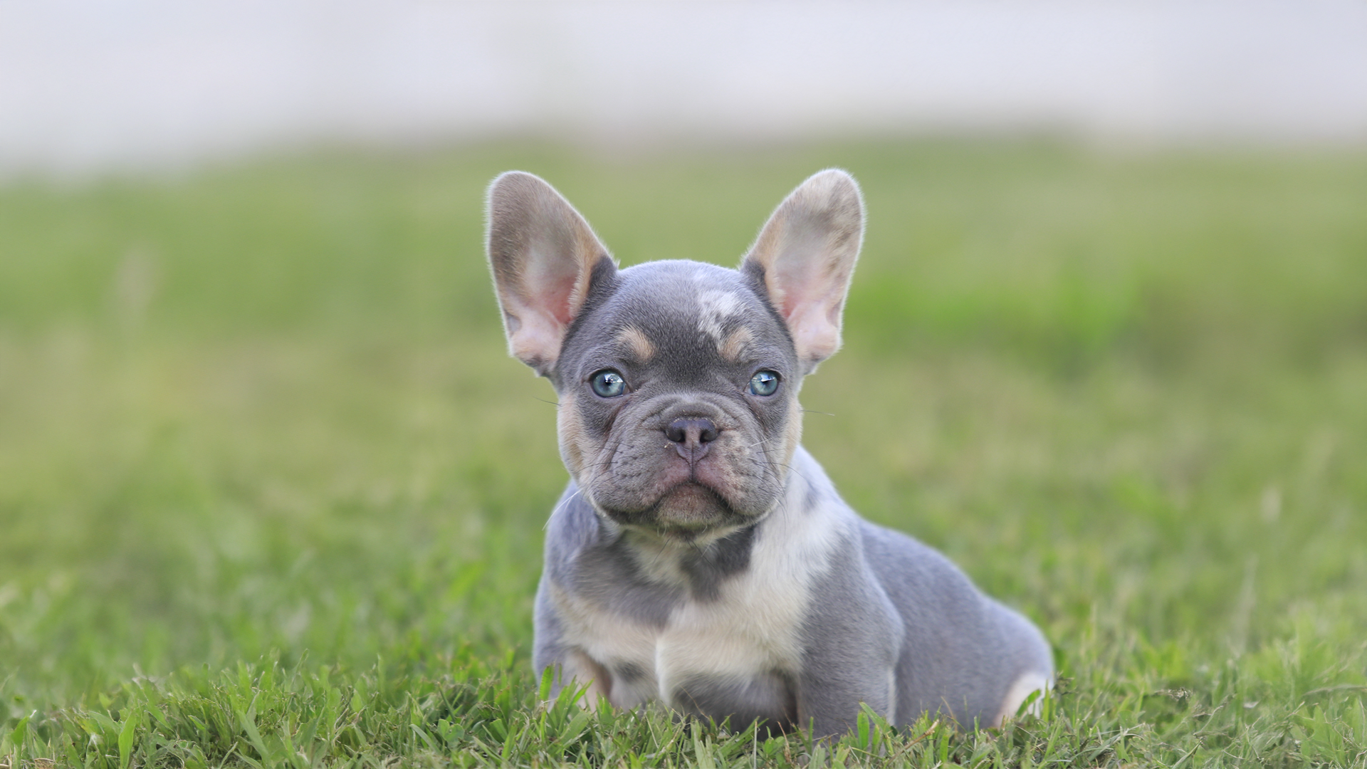 AKC Frenchie Puppies for Sale in Huron, Tennessee TN French Bulldog Breeders