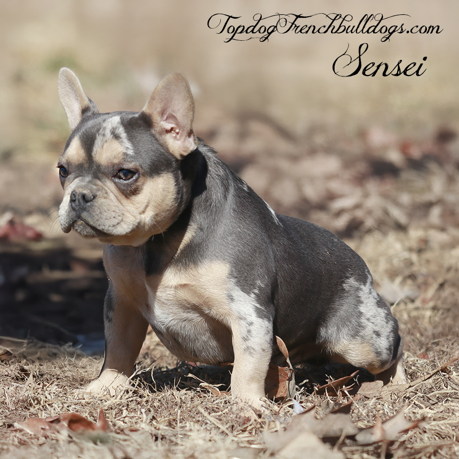 Frenchie Puppies For Sale 1 Frenchie Puppies For Sale Topdog French Bulldogs Sensei is a blue merle tri blue and tan merle french bulldog stud from Frenchie breeders in TN