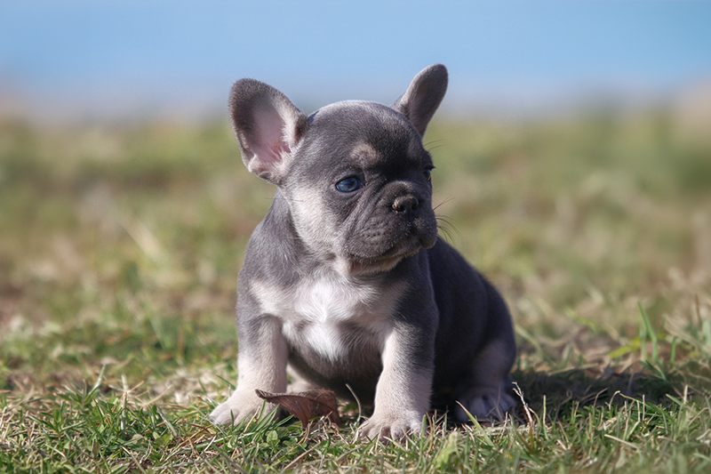 Lilac tri French Bulldog puppy from a USDA licensed breeder near Nashville TN serving Franklin and Murfreesboro families. Lilac tri French Bulldog puppy from a USDA licensed breeder near Nashville TN serving Franklin and Murfreesboro families.