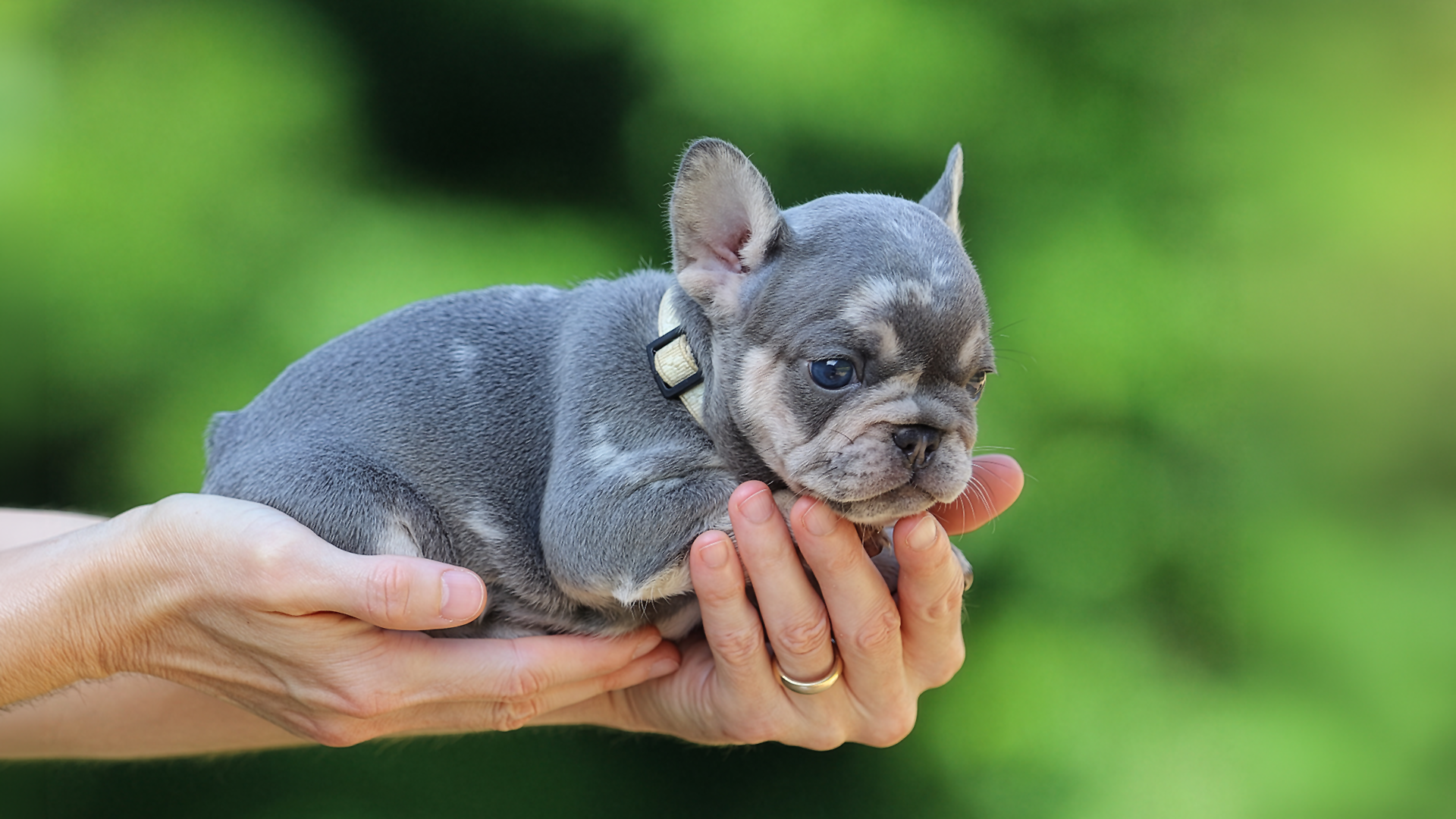 Newborn French Bulldog puppy raised by a USDA licensed breeder near Nashville TN, serving families in Franklin and Murfreesboro. Newborn French Bulldog puppy raised by a USDA licensed breeder near Nashville TN, serving families in Franklin and Murfreesboro.