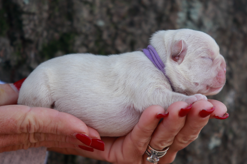 Platinum French Bulldog puppy from a USDA licensed breeder near Nashville TN serving Franklin and Murfreesboro families. Platinum French Bulldog puppy from a USDA licensed breeder near Nashville TN serving Franklin and Murfreesboro families.