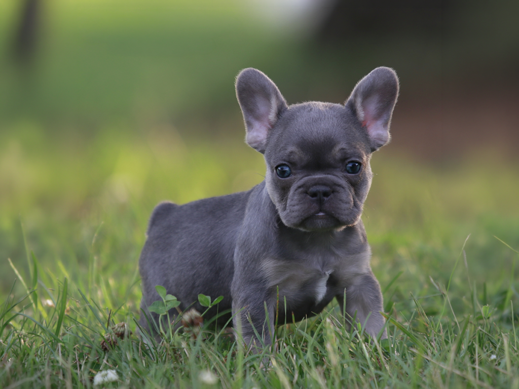 Blue Tri French Bulldog Breeder TN A close-up photograph of a blue and tan points (blue tri) French Bulldog puppy standing confidently in green grass at Topdog French Bulldogs in Huron, TN.