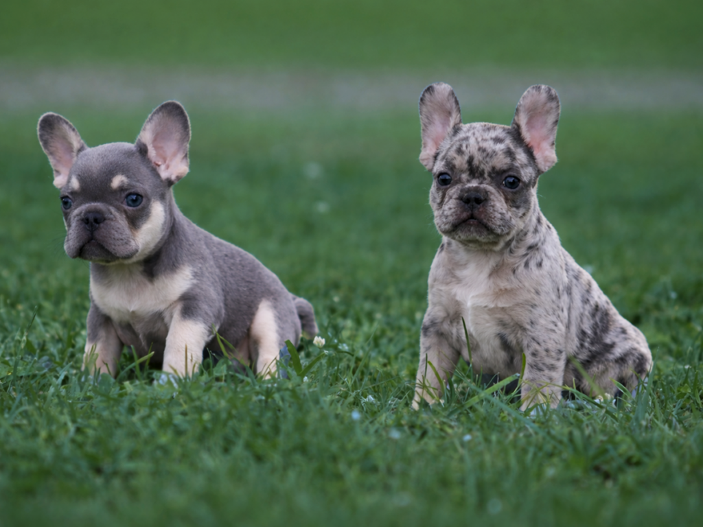 Rare Color French Bulldog Puppies TN Two rare color AKC French Bulldog puppies sitting on green grass. The left puppy is a Lilac Tri and the right puppy is a Blue Merle, raised by our specialized breeding program in Huron, TN.