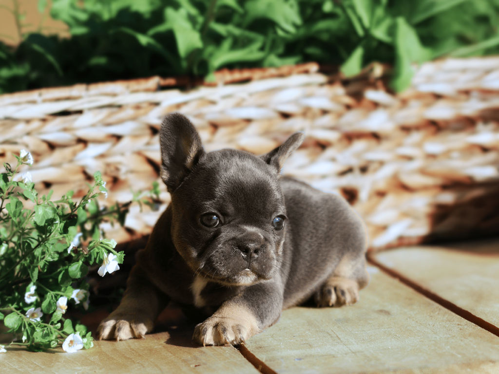 French Bulldog Breeder Near Me Tennessee – Topdog French Bulldogs Blue AKC French Bulldog puppy from Topdog French Bulldogs near Huron Tennessee