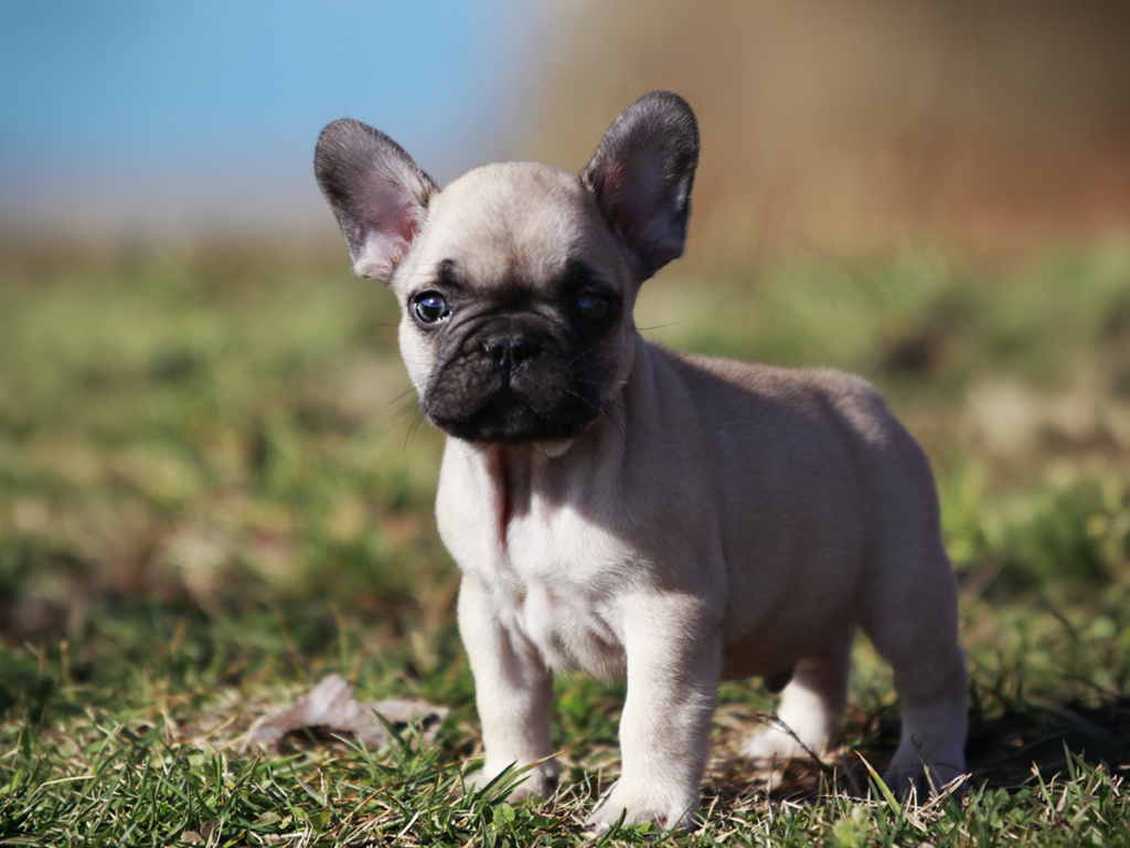 French Bulldog Breeder in Tennessee | Topdog French Bulldogs Near Nashville & Murfreesboro 1 French Bulldog Breeder in Tennessee | Topdog French Bulldogs Near Nashville & Murfreesboro Chocolate sable mini French Bulldog puppy for sale near Murfreesboro Tennessee from Topdog French Bulldogs