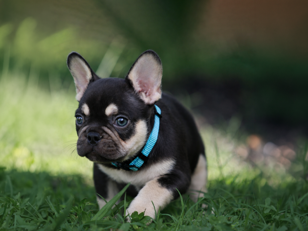 French Bulldog Breeder Serving Middle Tennessee – Topdog French Bulldogs Dark chocolate tri mini French Bulldog puppy from Topdog French Bulldogs serving Nashville Murfreesboro and Middle Tennessee