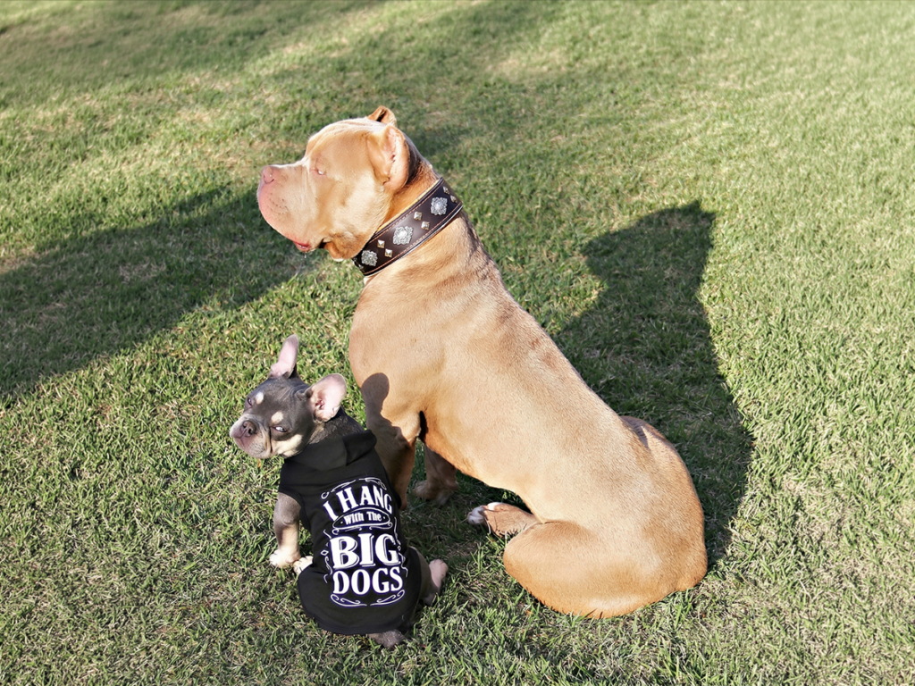 Socialized Health Tested Frenchie Puppy TN A well-socialized chocolate and cream (chocolate tri) mini French Bulldog puppy sitting confidently beside a large champagne American Bully, demonstrating early socialization at Topdog French Bulldogs in Tennessee.