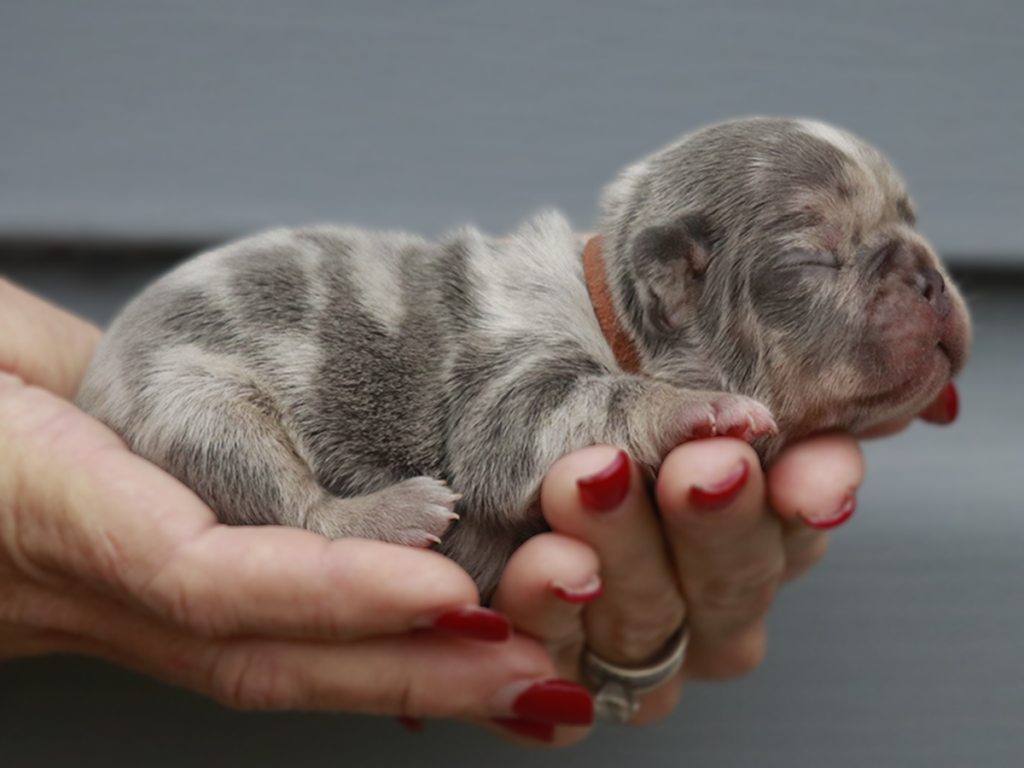Mini Lilac Tri Merle French Bulldog Puppy Tennessee – Topdog French Bulldogs Lilac tri merle mini French Bulldog puppy in Tennessee from Topdog French Bulldogs