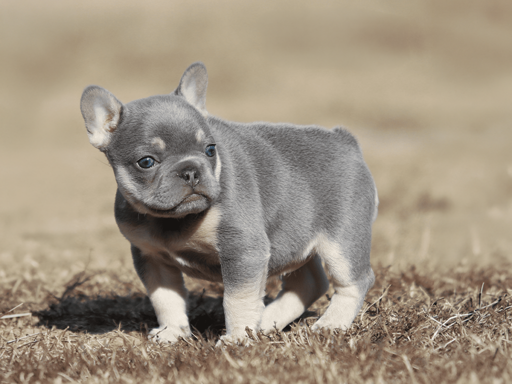 French Bulldog Breeder Tennessee Quality Program – Topdog French Bulldogs Lilac tri mini French Bulldog puppy from Topdog French Bulldogs in Tennessee