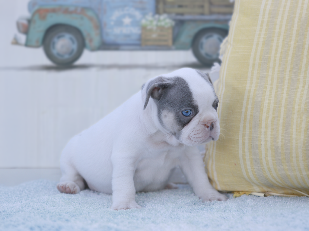 Teacup French Bulldog Puppy Near Nashville TN – Topdog French Bulldogs Lilac tri teacup French Bulldog puppy for sale near Nashville Tennessee from Topdog French Bulldogs
