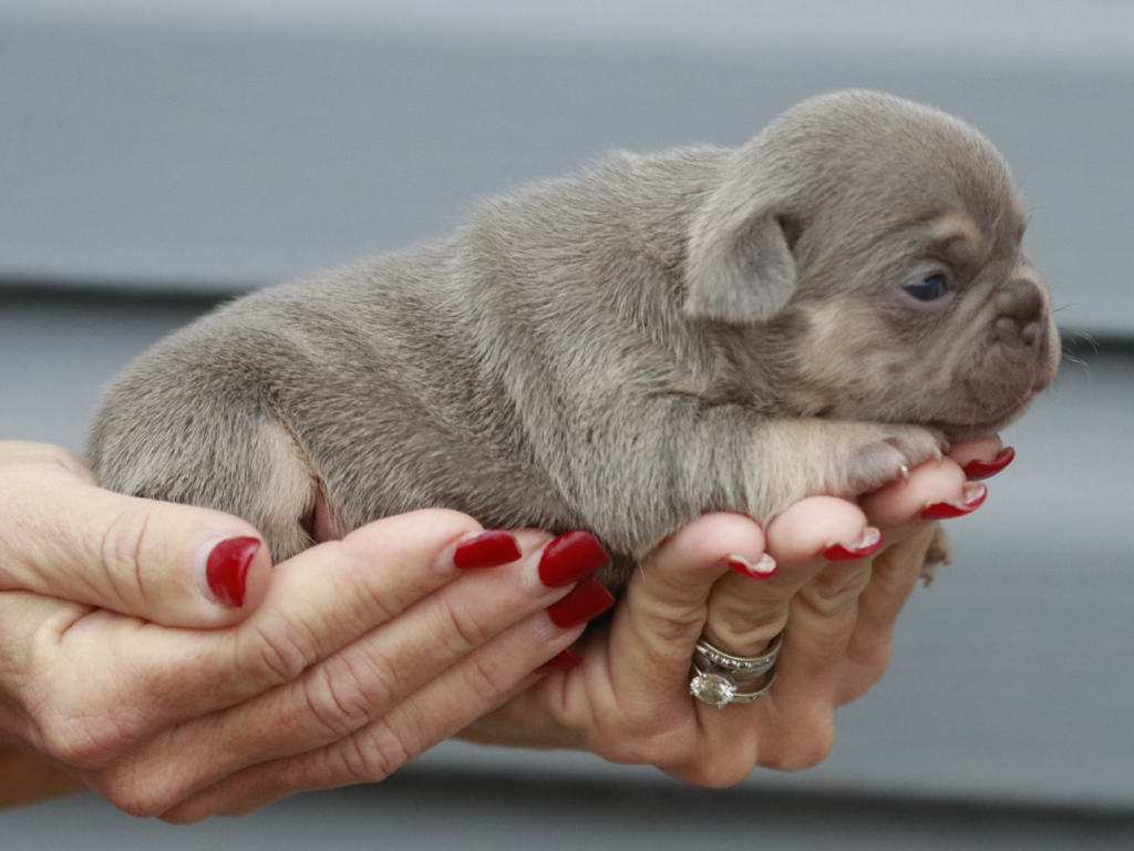 French Bulldog Breeder in Tennessee | Topdog French Bulldogs Near Nashville & Murfreesboro 2 French Bulldog Breeder in Tennessee | Topdog French Bulldogs Near Nashville & Murfreesboro Lilac tri teacup French Bulldog puppy from Topdog French Bulldogs in Tennessee available for pickup or delivery